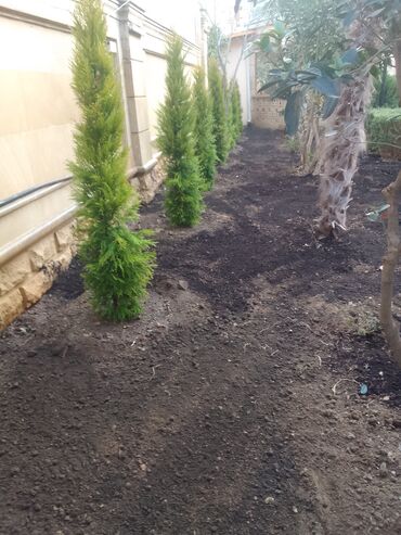 Torf: Torf kakabit peyin qara torpaq satışı 150 ədədən çox alana -da lalafo.az — 9 Torf: Torf kakabit peyin qara torpaq satışı 150 ədədən çox alana — 9