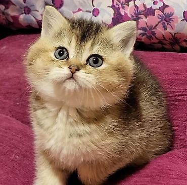 Кошки: Шотландская вислоухая, Самец, Самка, В добрые руки, Самовывоз, Бесплатная доставка, Доставка в районы — 1