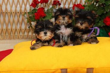 Psi: Yorkshire terijeri (Yorkie) – štenad Na prodaju preslatka štenad mini — 8
