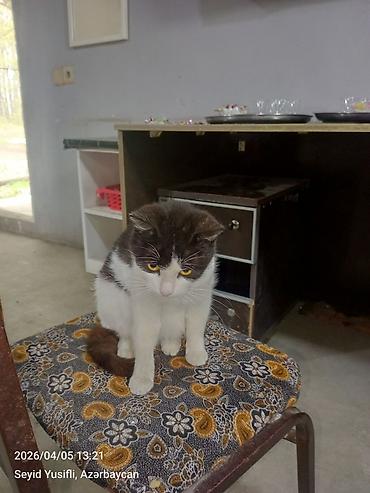 Pişiklər: Yaxşı əllərə — 10