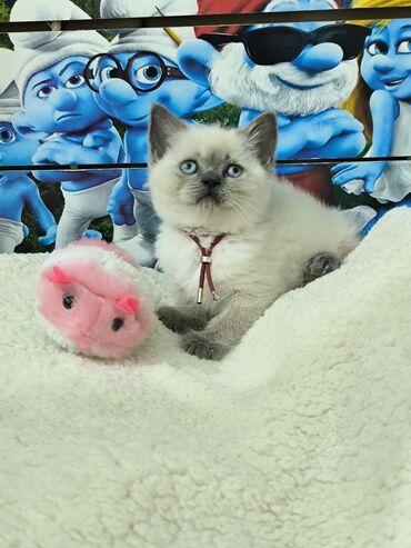 шиншилла котенок: Шиншилла, Самка