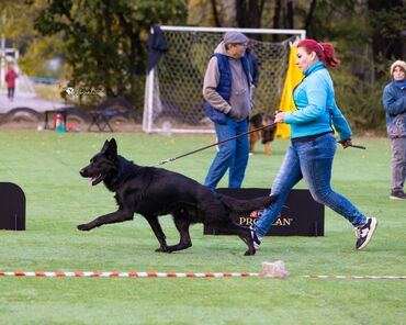 Вязка собак: Вязка: Немецкая овчарка, Самец, 2 года, С родословной — 8