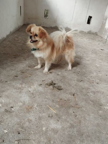 Gəmiricilər: Pekines