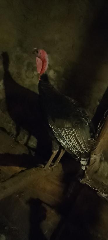 tap.az heyvanlar itler: Erkək, Ətlik, Ödənişli çatdırılma — 2