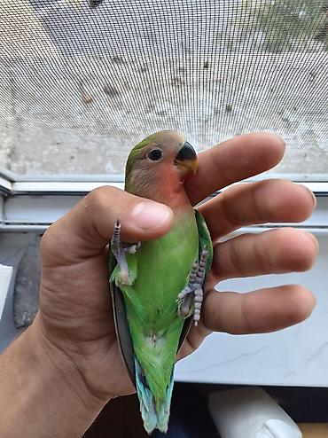 Sevimli “Lovebird” (Ağüzgülü Agapornis) tutuquşu - Növ: Agapornis lalafo.az -da Sevimli “Lovebird” (Ağüzgülü Agapornis) tutuquşu - Növ: Agapornis