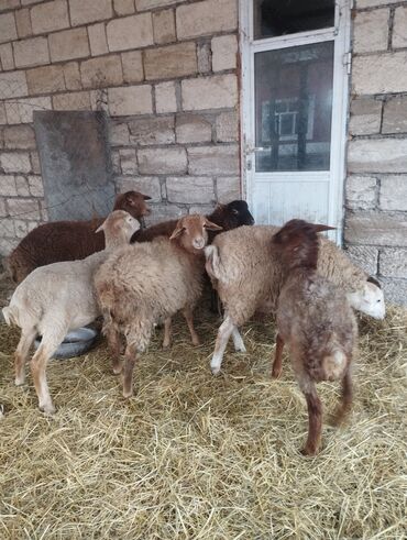 Qoyunlar, qoçlar: Salam ümlikdə 6 ədədir tək tək 245 dən hamin alan olsa 1450 dən son -da lalafo.az — 9 Qoyunlar, qoçlar: Salam ümlikdə 6 ədədir tək tək 245 dən hamin alan olsa 1450 dən son — 9