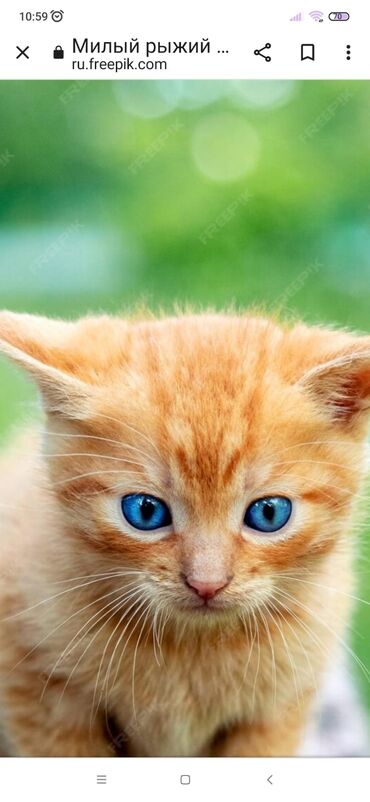 котята шотландской породы: Отдам котят в хорошие руки очень ласковые красивые котята