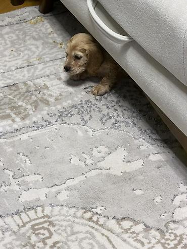 labrador balasi satilir: Retriever, Erkək — 1