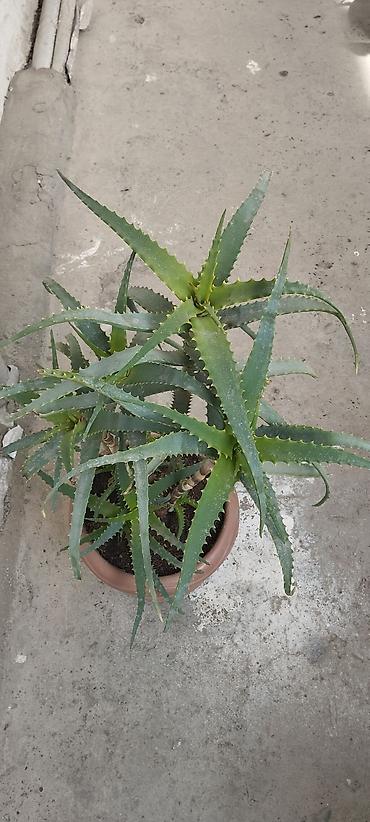 orxideya torpağı: Aloe (sukkulent) – iri, çoxbudaqlı saksı bitkisi - Növ: Aloe — 3