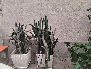 поддон: Комнатные растения в кашпо - Монстера делициоза (Monstera deliciosa) — 2