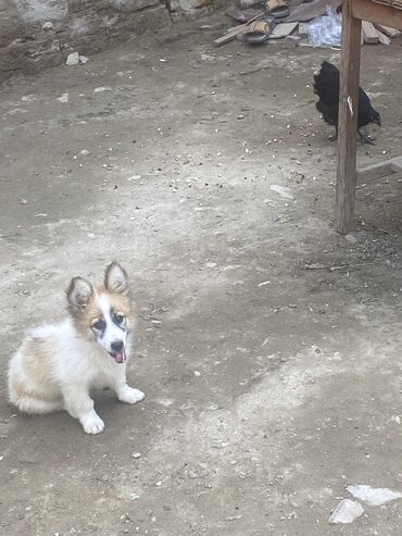 Gəmiricilər: 3 ay, Dişi, Ünvandan götürmə