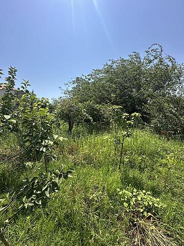 binə mehriban qonşular: 5 sot, Tikinti, Mülkiyyətçi, Kupça (Çıxarış), Texniki pasport — 4
