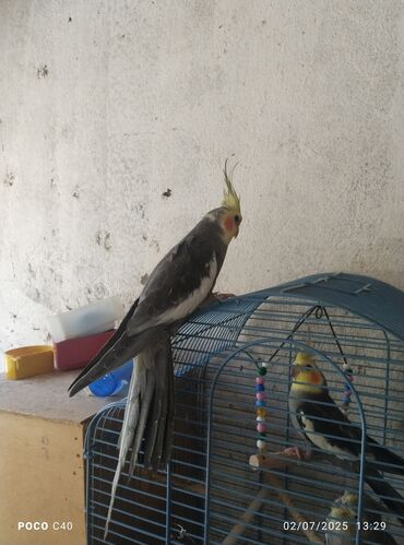 Tutuquşları: Korella Karella tutuqusu papuqay sevgi quşu nerazlucnik valnist 14 — 14