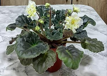 Фиалки и глоксинии: 🌱🌺🌱 Продаю сортовые ДЕТКИ,СТАРТЕРЫ стандартных, трейлерныхмини и — 20