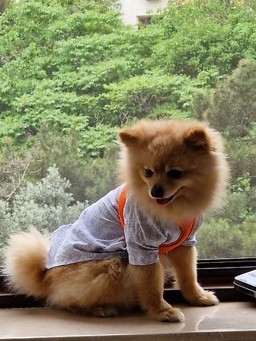 pomeranian: Şpitz, 3 il, Erkək, Cütləşmə üçün — 1