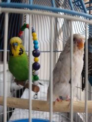 Oyuncaqlar: Quşlar satılır.Hazır cütlüklər,3 dəfə bala veriblər,indidə yumurtaya -da lalafo.az — 4 Oyuncaqlar: Quşlar satılır.Hazır cütlüklər,3 dəfə bala veriblər,indidə yumurtaya — 4