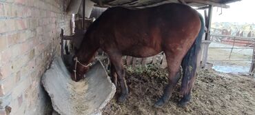 жпс трекер для лошадей in Кыргызстан | GPS НАВИГАТОРЫ: Продаю | Жеребец | На забой, Для разведения, Рабочий