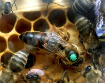 ana arı satışı: Salam aleykum Satışda F 1 Karnika və Bakfast ana arılarımız var