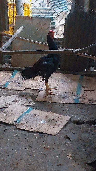 Xoruzlar: Xoruz, il: <1, Ünvandan götürmə, Ödənişli çatdırılma — 2