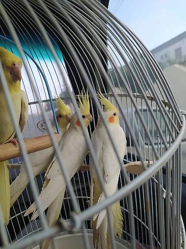 Tutuquşları: Ayaqlari üzüklü Əl quşlari ağlar45-50 Azn Bozlar 35 Azn vitaminli — 18