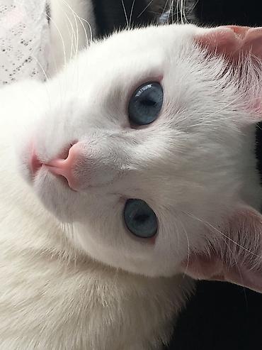 col pisiyi: Məhsul: Ağ rəngli ev pişiyi Təsvir: - Tamamilə ağ, ipək kimi yumşaq — 2