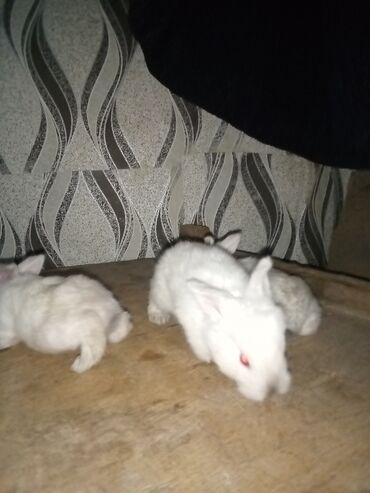 Dovşanlar: Ağ tüklü dovşan balaları.anasi atasi hamsi biryerde satilir.anasi — 3