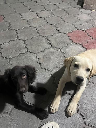 Продажа собак: 🐕 ДРЕССИРОВКА СОБАК | ПЕРЕДЕРЖКА + ОБУЧЕНИЕ 🐾 Опыт работы с собаками — 13