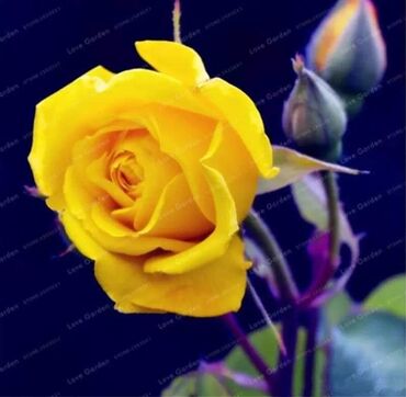 Semena i sadnice: Seme ruze
Cena 650din 10 semenki na lalafo.rs — 5 Semena i sadnice: Seme ruze
Cena 650din 10 semenki — 5