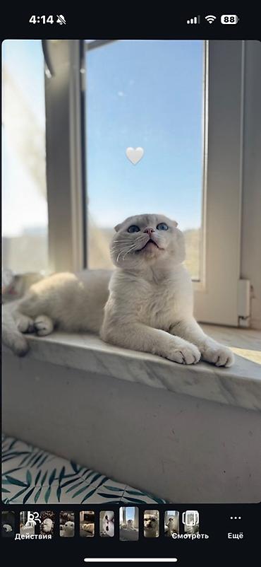 Pişiklər: Şotland yastı qulaq, Erkək, Cütləşmə üçün, Ünvandan götürmə — 3