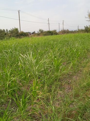 Torpaq sahələrinin satışı: 36 sot, Kənd təsərrüfatı, Kupça (Çıxarış) — 24