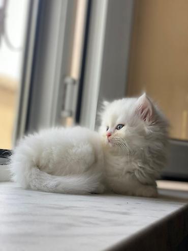 Кошки: Британская вислоухая, Самка, Самовывоз — 4