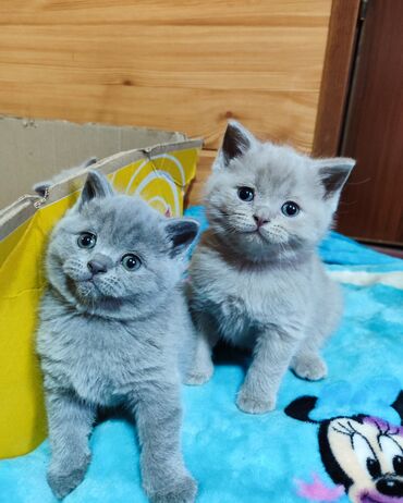 Коты: Продаются чистокровные шотландские котятаскотиш-страйт голубого и
