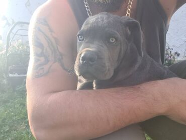 Psi: Prodajemo štence CANE CORSO vhunskog izložbenog kvaliteta sa — 16