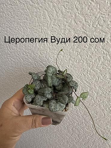 сыч: Укорененные черенки/отростки. Адрес 8 мкр — 6