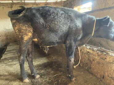 продажа кукурузы в початках: Продаю | Бык (самец) | Для разведения