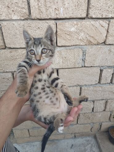 etibarli ellere it verirem v Azərbaycan | Pişiklər: 2 aylig saglam disi pisikdi sevimli oynagan pisikdir(Etibarli ellere