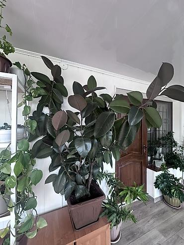 Фикус эластика (Ficus elastica) в горшке Высота 1,6 м - Крупное