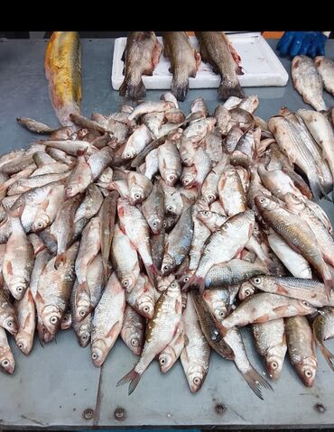Balıq və dəniz məhsulları: Siyezen deniz baliqi optavoy ve tek tek Bakida istenilen yere — 5
