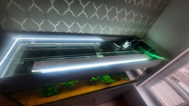 Аквариумы: Продаю запущенный аквариум на 400 л с тумбой в комплекте,из — 10