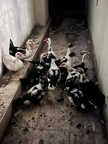 un kurdu: Muscovy ördəkləri (indo-ördəklər) – qara-ağ və ağ rəng çeşidlərində — 1