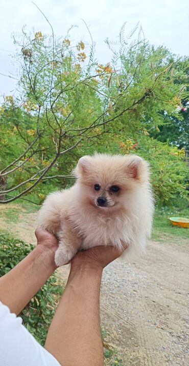 pomeranian spitz satisi: Şpitz, 3 ay, Erkek, Peyvəndli, Pulsuz çatdırılma