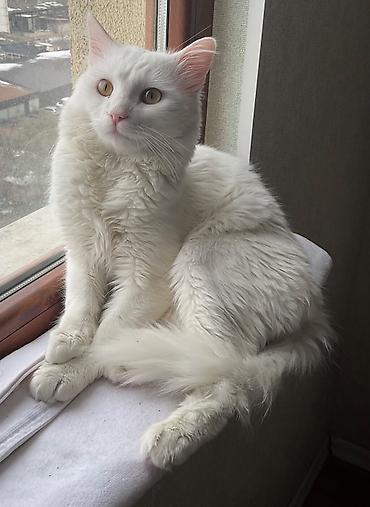 Pişiklər: Şotland — 5