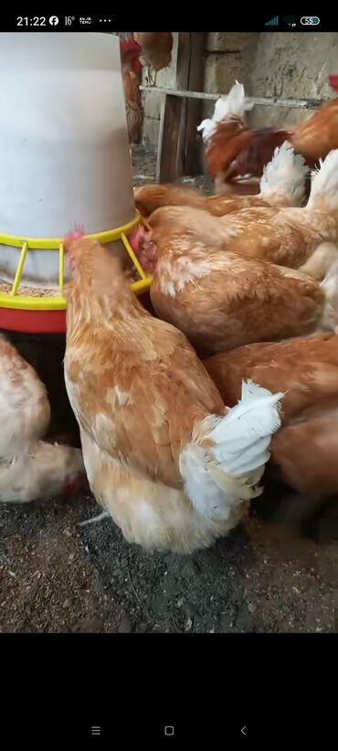 принадлежности для собак: Другие птицы