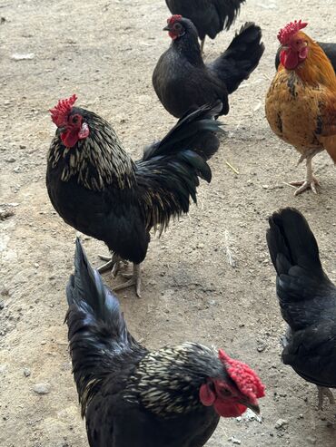 Куры, петухи: Продаю | Куры, Петух — 3
