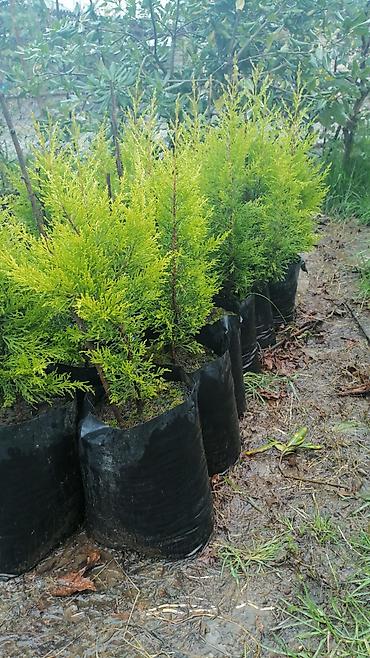 agac tingleri satilir: Thuja (qızıl rəngli leylandi/tuya) əkiləsi fidanlar - Növ — 1