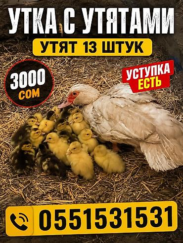 утята пекинские: Продаётся утка с утятами всего 13штук 7белых 6 чорна белых домашнии — 1