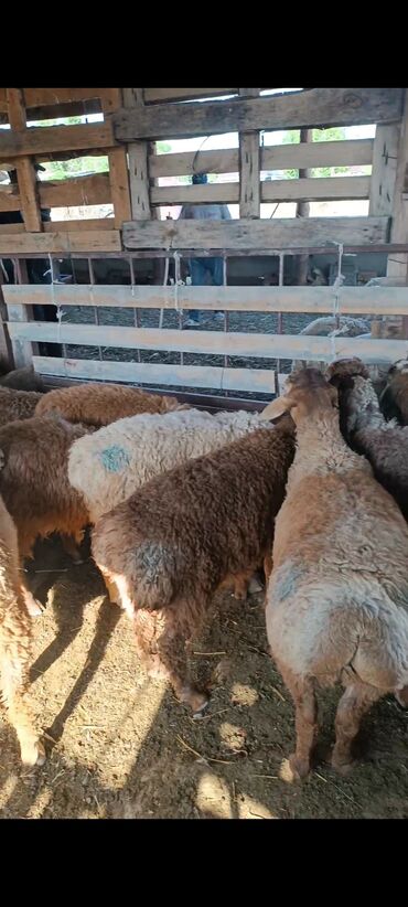 трава для животных: Продаю | Овца (самка) | Арашан | Кастрированные