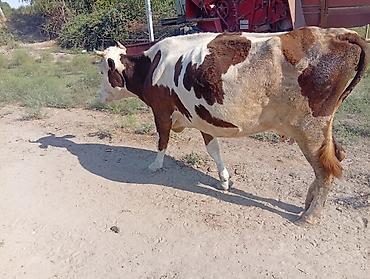 Inəklər, öküzlər: Dişi, Simental, il: 5, Südlük, Ünvandan götürmə — 3