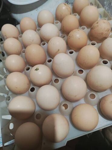 купить яйцо инкубационное бройлерное: Инкубационные яйца 
АДЛЕР АДЛЕР АДЛЕР чистокровный 
принимаем заказы