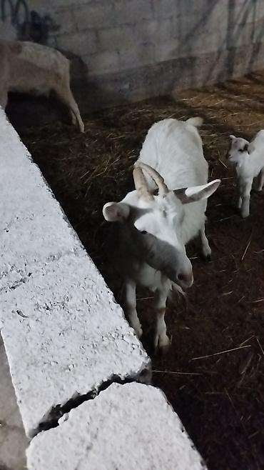 Козы, козлы: Продаю | Коза (самка) | Для разведения at lalafo.kg — 9 Козы, козлы: Продаю | Коза (самка) | Для разведения — 9